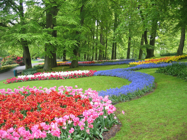 أكبر وأجمل حديقة أزهار في العالم  Keukenhof gardens